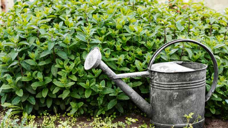 Beginner’s Guide to Growing a Thriving Backyard Garden